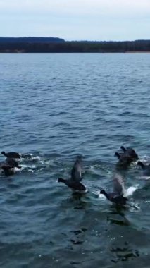 Gölde yüzen su kuşları. Kara ördekler İHA 'dan kaçar. Arka planda ağaçlar olan nehir kıyısı. Dikey video.