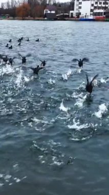 Nehir yüzeyinde hızla koşan vahşi ördek sürüsü. Vahşi kuşlar rıhtıma doğru ilerliyor. Arka plandaki kentsel alan. Dikey video.