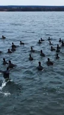 Acemi ördekler su yüzeyinde toplanıyor. Kameradan kaçmaya çalışan vahşi kuşların robot görüntüleri. Karanlık su arka planı. Dikey video.