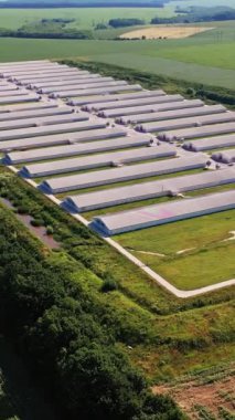 Kırsal kesimlerde modern bir çiftlik. Evcil hayvanları beslemek ve beslemek için uzun gri ahırlar. Üst Manzara. Tarım alanları arka planda. Dikey video.