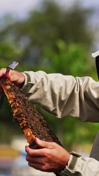 Arılarla Kaplı Bir Çerçeve Tutan Koruyucu Şapkalı Apiculturist Arıcı Güneş — Stok video