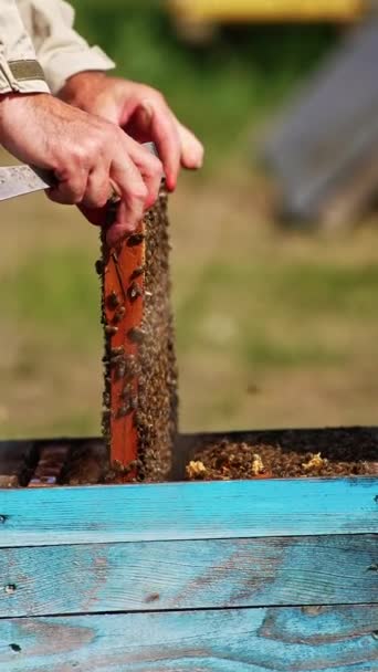Beekeeper Hands Pull Frame Out Hive Apiarist Looking Carefully Frame — Stock Video