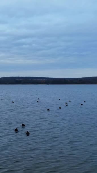 黑鸭漂浮在水面上 一只小鸟升到空中 在水面上飞了一小会儿 以森林为背景的海滨地带 垂直录像 — 图库视频影像