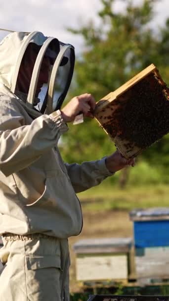身穿特殊服装的养蜂人看着涂满蜜蜂的全身上下 人把框架推入蜂窝 抖开昆虫 模糊的自然背景 垂直录像 — 图库视频影像