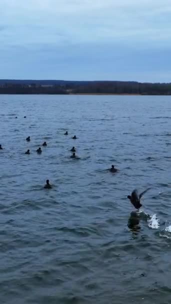 川の表面に黒いアヒルの群れ いくつかの鳥は空中に飛び 数メートルを飛んでいる グレイスカイと川の背景 バーティカルビデオ — ストック動画
