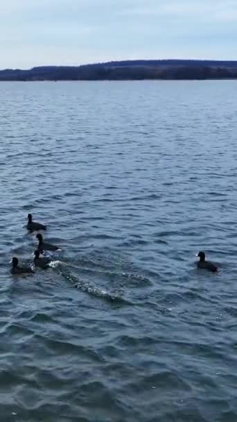 ドックは湖の上を航行する群れ ドローンの映像 ドローンに怯えて逃げようとする鳥 背景にあるウォーターフロント バーティカルビデオ — ストック動画