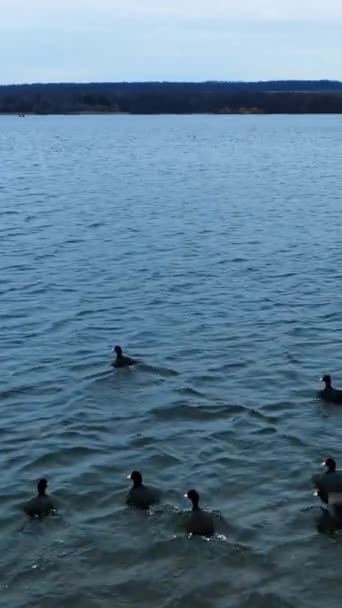 黒い鳥が一緒に空中に飛び出した ドローンはアヒルの後を撃った 表面に白い水が浮かび上がっている バーティカルビデオ — ストック動画
