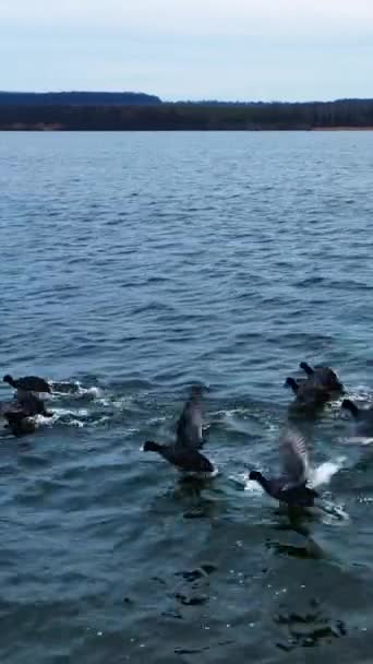 Sjöfåglar Som Flyter Sjön Svarta Änder Flyr Från Drönaren Flodstrand — Stockvideo