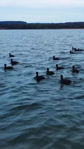 鸭子在水面上跑来跑去 留下白水飞溅 在河上快速移动 灰水背景 垂直录像 — 图库视频影像