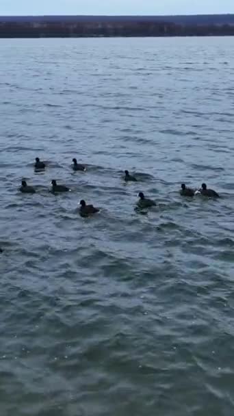 Schwarze Enten Mit Weißen Schnäbeln Und Schwänzen Auf Dem See — Stockvideo