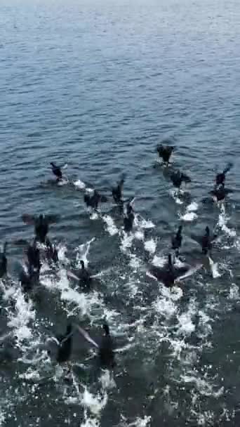 Fekete Kacsák Seregei Repülnek Alacsonyan Víz Felett Fröcskölnek Szürke Vízfelszín — Stock videók