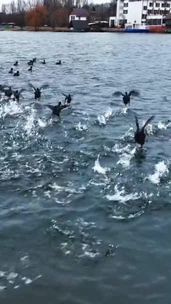Flock Wild Ducks Running Quickly River Surface Wild Birds Moving — Stock Video