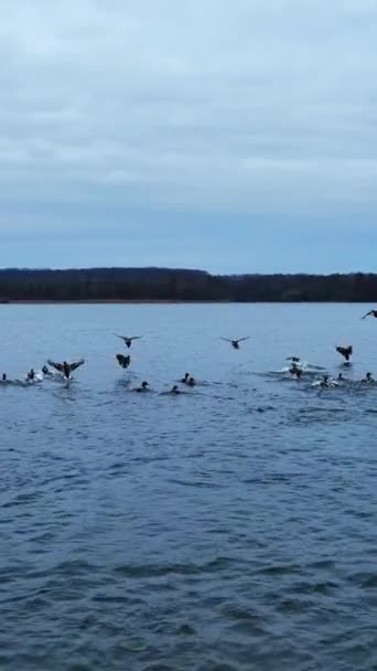 野生のアヒルが水面を飛んでいる 鳥の群れが水面に降りてきて 再び上昇する 曇った空と灰色の水の背景 バーティカルビデオ — ストック動画