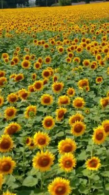 Büyük sarı tarlalı ve ayçiçekli yaz manzarası. Sıcak yaz gününde çiçek açan tarlanın en güzel manzarası. Arkaplanda yeşillik var. Dikey video.