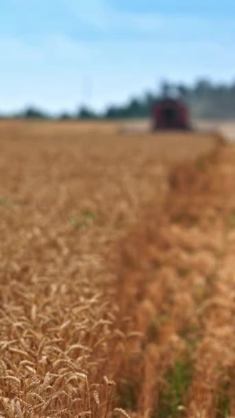 Napos Mezőgazdasági Földterület Érett Búza Kukoricafül Lengett Könnyű Szélben Búza — Stock videók