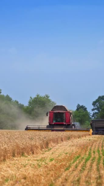 Erntemaschine Mit Roter Kabine Beim Mähen Des Weizens Auf Dem — Stockvideo