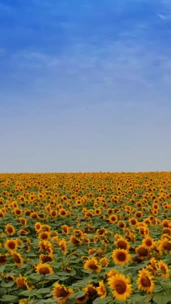 Контрастне Блакитне Небо Жовтими Фермами Соняшників Величезна Квіткова Плантація Під — стокове відео