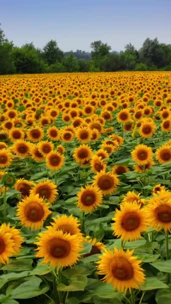 Gyönyörű Napraforgó Mezőn Nézz Kamerába Repül Virágok Felett Lassan Ringatózik — Stock videók