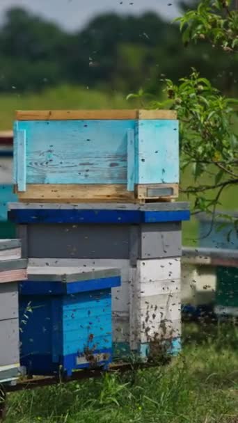 ビーの群れは 養蜂場のハチの周りを飛んでいます 働くミツバチは蜂蜜を巣に持ってくる バックグラウンドで歩くアーティスト バーティカルビデオ — ストック動画