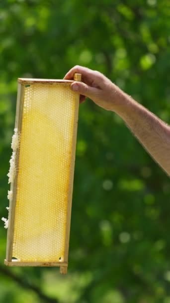 Fazendeiro Abelhas Está Segurando Pente Mel Meio Cheio Moldura Luz — Vídeo de Stock