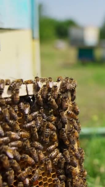 ミツバチがフレームの上を這い回っている 蜂蜜で満たされた蜂蜜細胞は まだ密封されていません ビーはバックグラウンドでぼやけています クローズアップ バーティカルビデオ — ストック動画