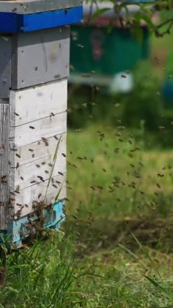 ミツバチが巣の近くを飛んでいる 入り口のスロットの周りをハイブする数多くのハチ 背景にある夏の自然 バーティカルビデオ — ストック動画