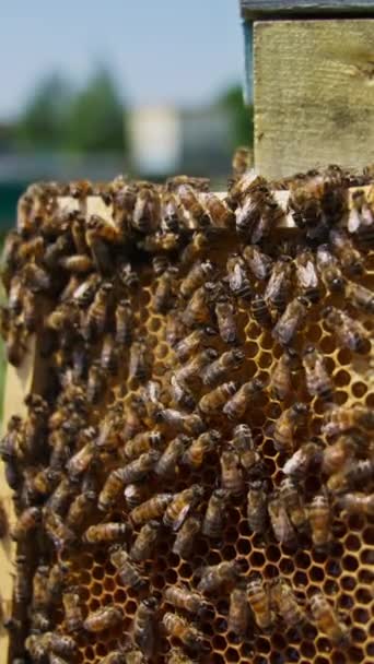 ハニカムフレームの半分をカバーするビーブロッド ハニカムはハーフシールされた細胞でいっぱいの蜂蜜 ブレイクされた背景 バーティカルビデオ — ストック動画