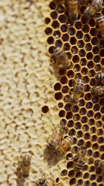 蜂は蜂蜜のフレームの上に群がっています 完全な蜂蜜は密封された細胞の半分と結合します ハニーコムとハチの背景 クローズアップ バーティカルビデオ — ストック動画