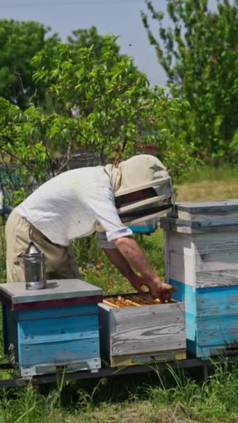 ミツバチの養蜂場の巣を調べている 彼はハイブからフレームを取り出し 太陽の下でそれを見ています たくさんのミツバチが飛び回っています 自然の背景 バーティカルビデオ — ストック動画
