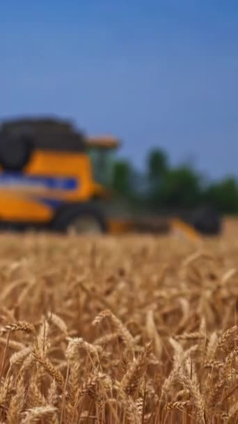 Contrasting Yellow Field Bright Blue Sky Harvest Season Modern Machinery — Stock Video