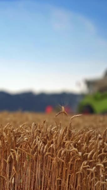 Tarlada Ağır Buğday Kulakları Var Rüzgarsız Yaz Gününde Buğday Ekmekleri — Stok video