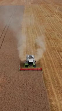 Tarladan geçen ve ekin toplayan güçlü biçme makineleri. Leylekler tarlada yürüyor. Havadan bakış açısı. Dikey video.