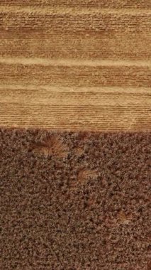 Güncel hasatçı olgunlaşmış buğdayı birleştiriyor. Çalışan makineden bir sürü toz ve saman çıkıyor. Üst Manzara. Dikey video.