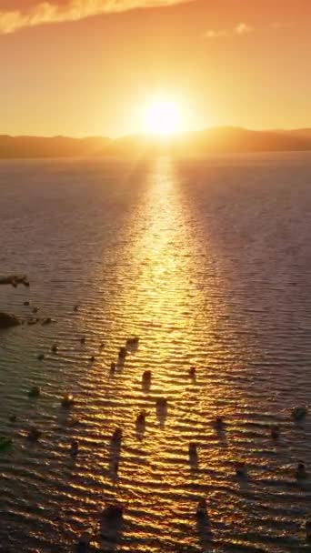 在塔荷湖的水面上航行的船只 享受着迷人的落日 夕阳西下 湖中美丽的风景如日中天 山脉为背景 垂直录像 — 图库视频影像
