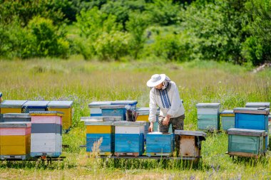 Arıcı apiary üzerinde arı lar ve arı kovanları ile çalışıyor. Arıcılık kavramı.
