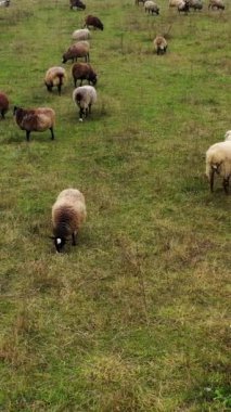 Koyun otlatma. Kahverengi ve beyaz koyun sürüsü otlakta besleniyor ve dinleniyor. Çayırdaki tüylü hayvanlar. Yukarıdan bak. Dikey video