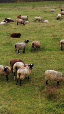 Koyun çiftliği. Çayırdaki çiftlik hayvanları. Koyun sürüsü tarlada. Yumuşak tüylü hayvanlar doğada otlayıp dinleniyorlar. Dikey video