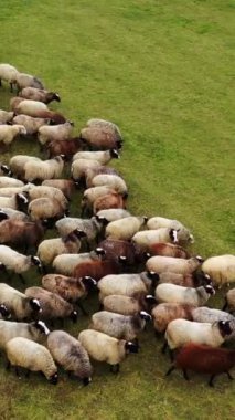 Yeşil tarlada otla beslenen koyun sürüsü. Çayırdaki bir grup güzel yünlü hayvan. Yukarıdan bak. Çember atışı. Dikey video
