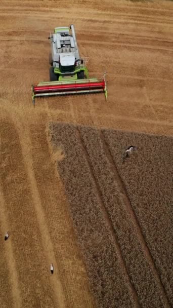 Современный Комбайн Собирает Урожай Плантации Аисты Идут Полю Вид Сверху — стоковое видео