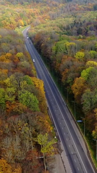 Droga Kolorowych Lasach Jesienny Krajobraz Pięknego Lasu Prosta Asfaltowa Droga — Wideo stockowe