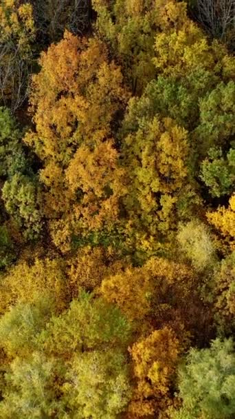Осенняя Природа Красочные Вершины Лиственных Деревьев Лесу Осенью Яркие Цвета — стоковое видео