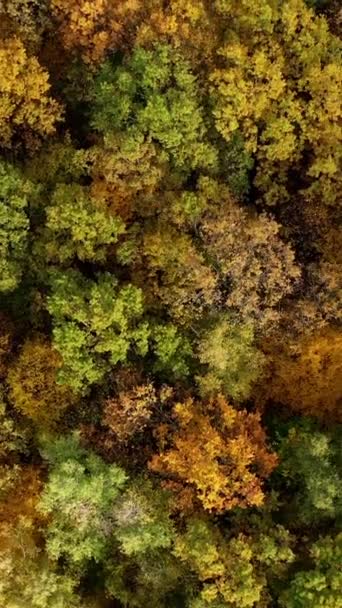 Árboles Hoja Caduca Fondo Paisaje Colorido Bosque Otoño Hermosa Naturaleza — Vídeos de Stock