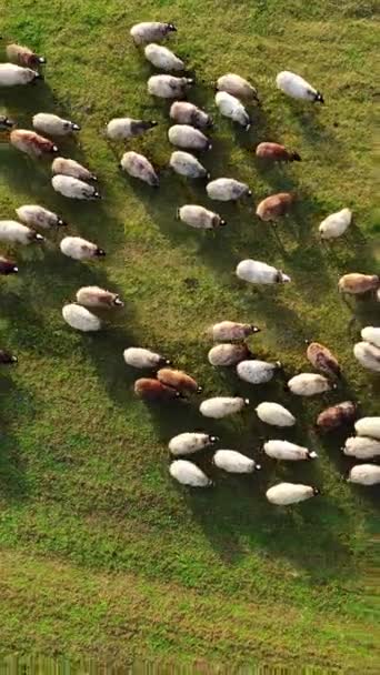Rebanho Animais Campo Movimento Ovelhas Fazenda Fofas Prado Verde Ovelhas — Vídeo de Stock