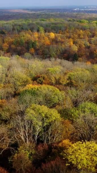 Kleurrijk Landschap Van Natuur Herfst Vliegend Het Bos Met Felgele — Stockvideo