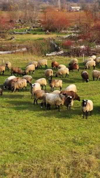 Rebanho Ovelhas Pasto Pastoreio Animais Fazenda Início Primavera Ovelhas Pastando — Vídeo de Stock