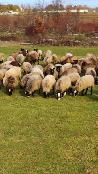 放牧的羊 在大自然的背景下 成群的农场动物在草地上觅食 一群漂亮的羊在田里 垂直录像 — 图库视频影像