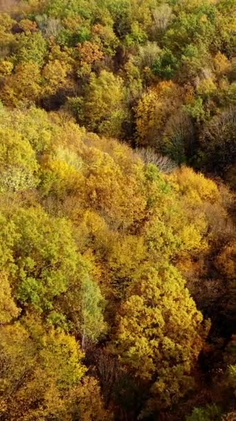 Прекрасная Осень Желтые Верхушки Деревьев Лесу Осенний Сезон Удивительный Пейзаж — стоковое видео
