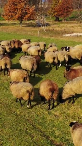 Pastorear Ovelhas Dia Ensolarado Grupo Belos Animais Domésticos Que Pastam — Vídeo de Stock