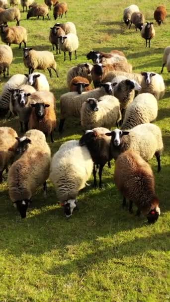 屋外の美しい羊の群れ 明るい晴れた日に野原で放牧するふわふわの動物のグループ 牧草地にいる動物たち バーティカルビデオ — ストック動画