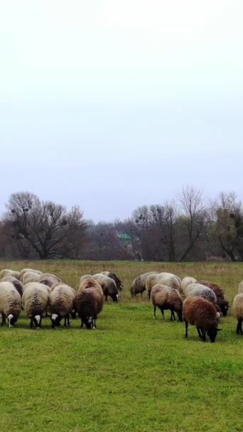 Πρόβατα Βοσκότοπο Αγέλη Αφράτων Κατοικίδιων Ζώων Που Τρώνε Χορτάρι Στην — Αρχείο Βίντεο